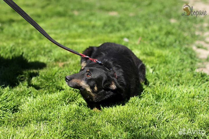 Милая Чернушка 35 см в холке, в добрые руки