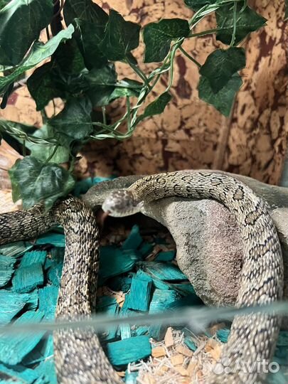Узорчатый полоз с террирумом