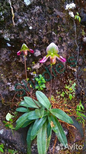 Орхидея. Пафиопедилум. Paphiopedilum agusii