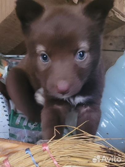 Щенки в добрые руки