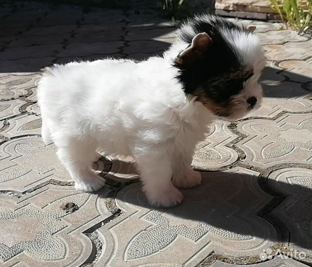 Девочки бивер йорк