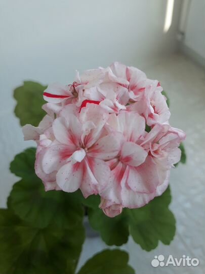 Пеларгония герань