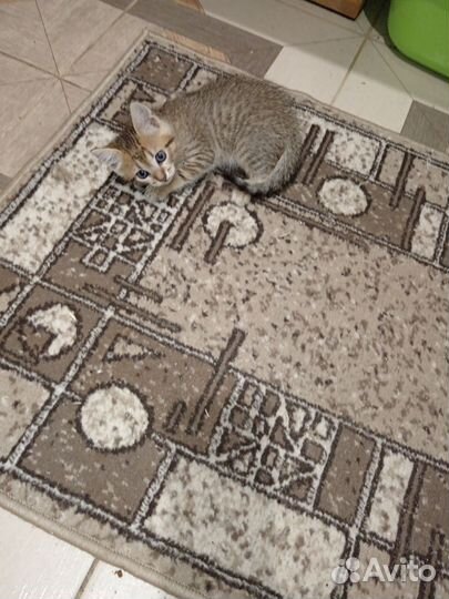 Британская