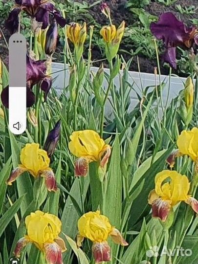 Ирисы цветы