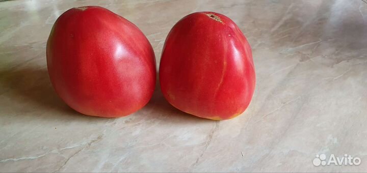 Семена Бычье сердце