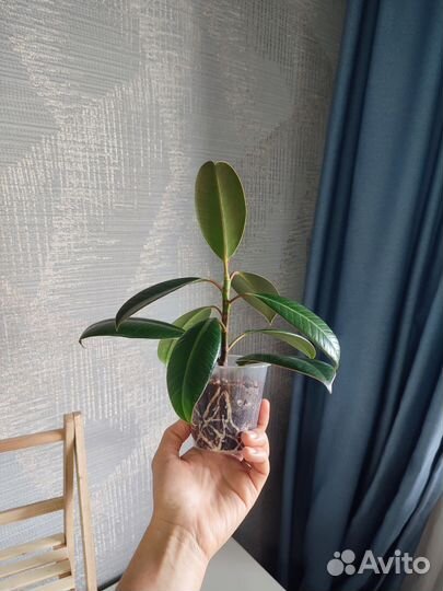 Комнатные цветы растения