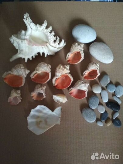 Ракушка морская