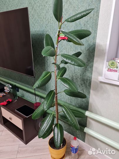 Фикус каучуконосный большой
