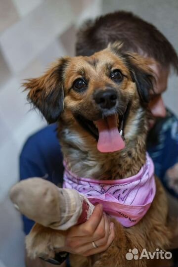 Девочка - щенок Адель