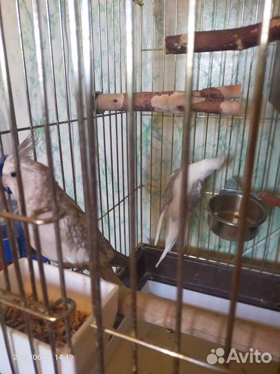 Попугаи кореллы пара