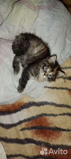 Котенок сибирский