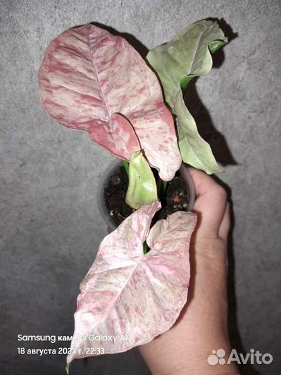 Сингониум Pink spot marble double var