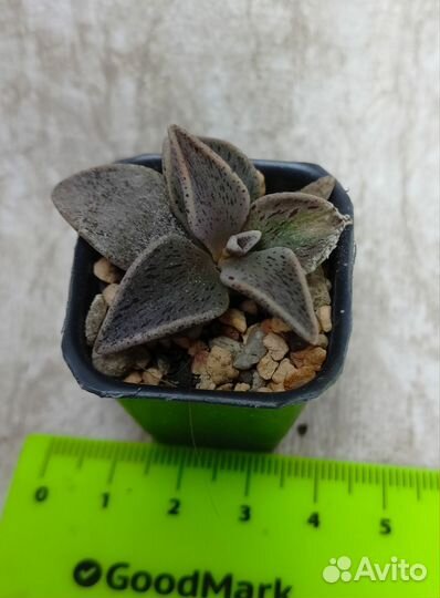 Суккуленты разные