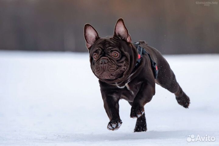 Французский бульдог кобель вязка