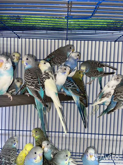 Волнистые попугаи в наличии