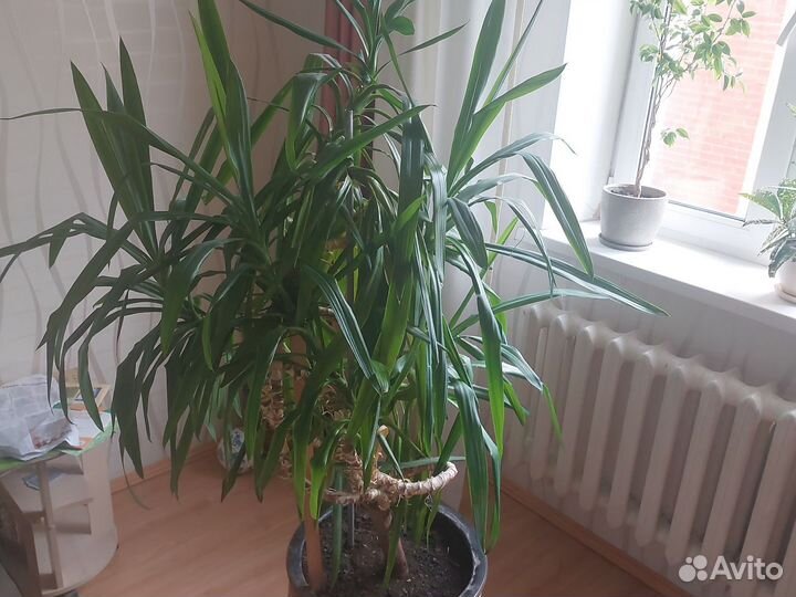 Пальма юкка