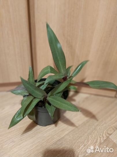 Традесканция рео