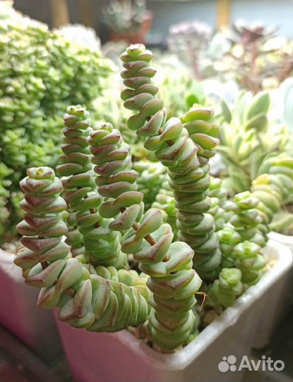 Толстянки (Крассула) редкие 25 сортов