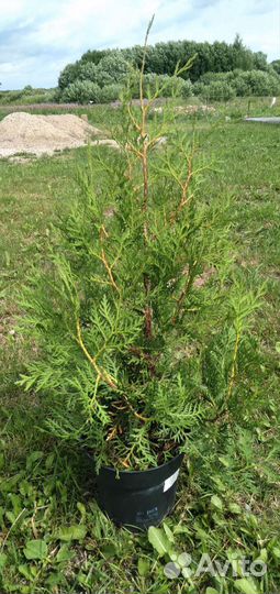 Туя западная и восточная