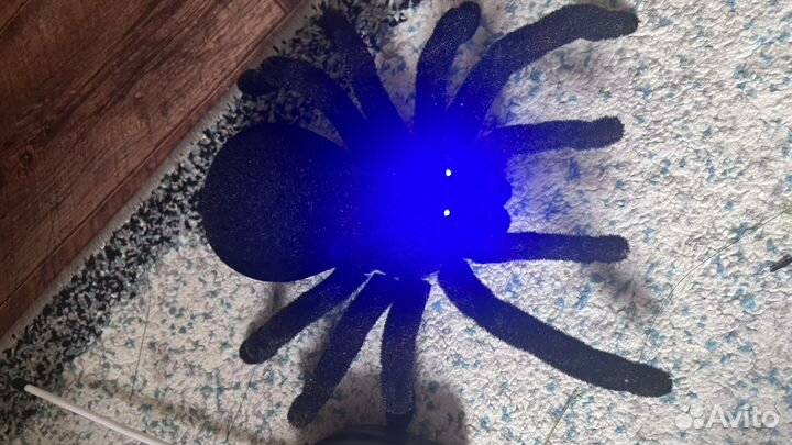 Паук Тарантул на радио управлении