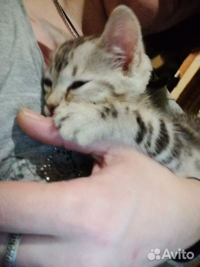 Бенгальская кошка