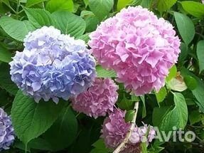 Декоративные растения кустарники и деревья