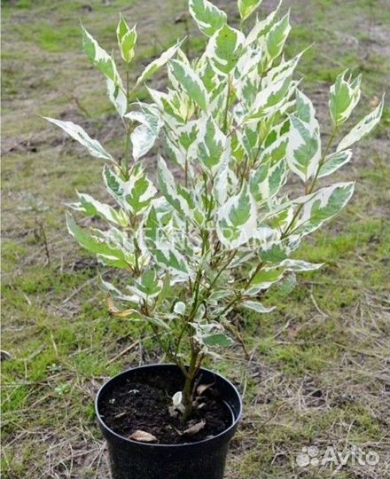 Дерен элегантиссима