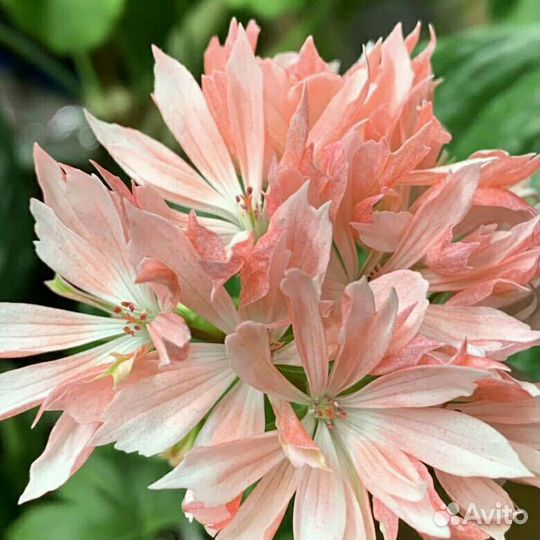 Пеларгония герань Dream Lover