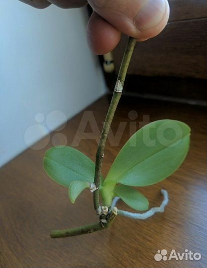 Орхидея фаленопсис детка от материнского растения