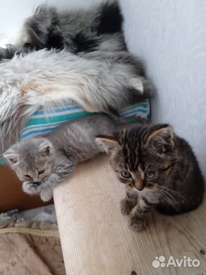 Милые котята