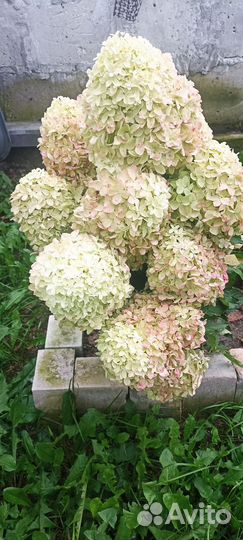 Гортензии