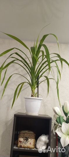 Пальма панданус