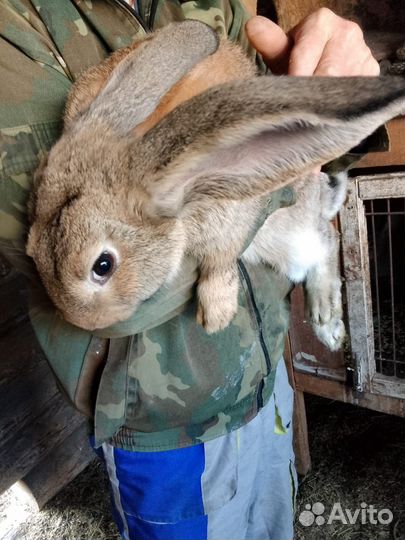 Серый великан, крольчата 4 месяц