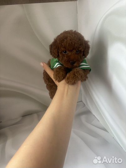 Той-пудель мини мальчик