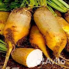 Семена кормовой свеклы LADA