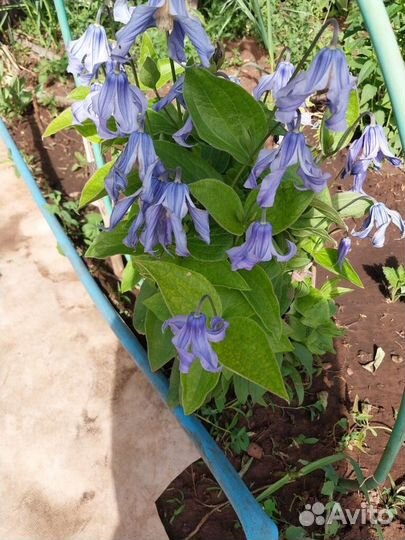 Семена кустовых клематисов