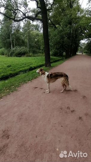 Выгул собак