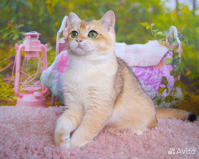 Британский котик ny12