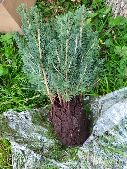 Ель голубая 3-4лет