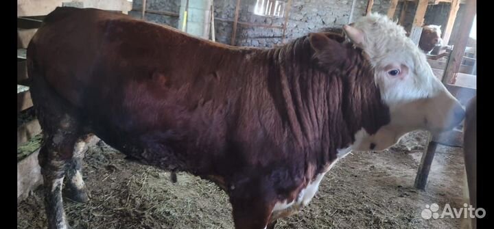 Быки на мясо