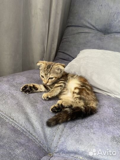 Котенок вислоухий