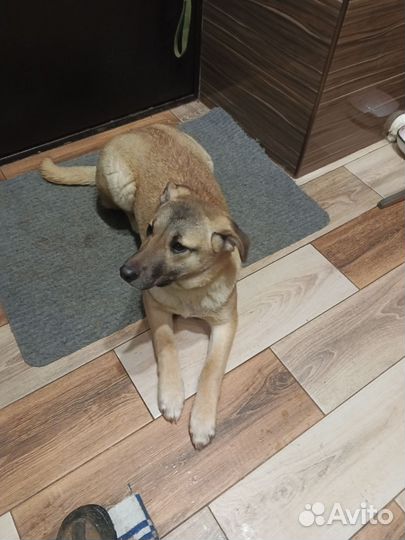 Щенок- подросток