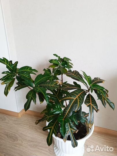 Спатифиллум, Фикус Бенджамина, кротон пестрый