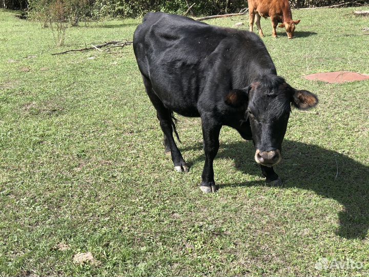 Коровы стельные