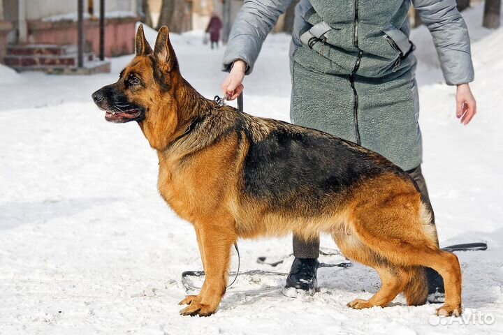 Девочка немецкой овчарки