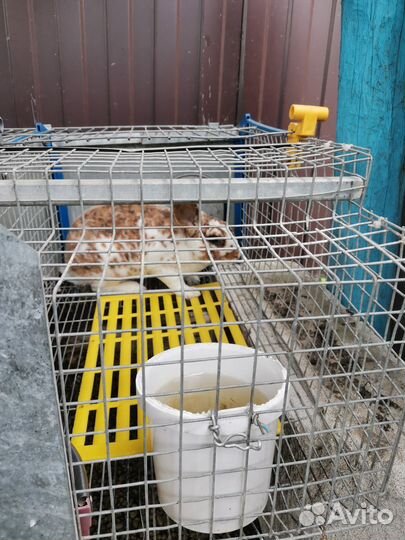 Кролики породы Рекс