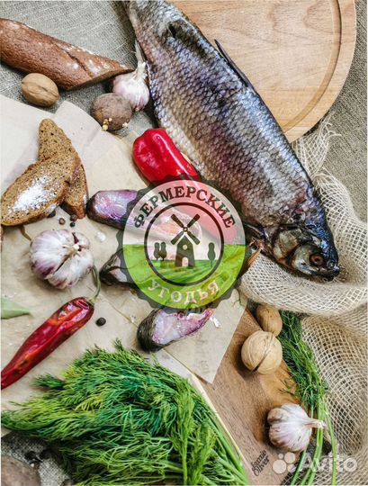 Рыба северная Язь Щука Щекур Мохтик Лещ Сырок