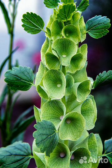 Семена малюцеллы скромницы