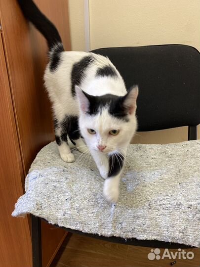 Котик в добрые руки