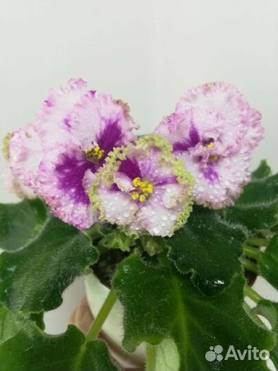 Именные сортовые фиалки, Юлия, Татьяна, Алиса